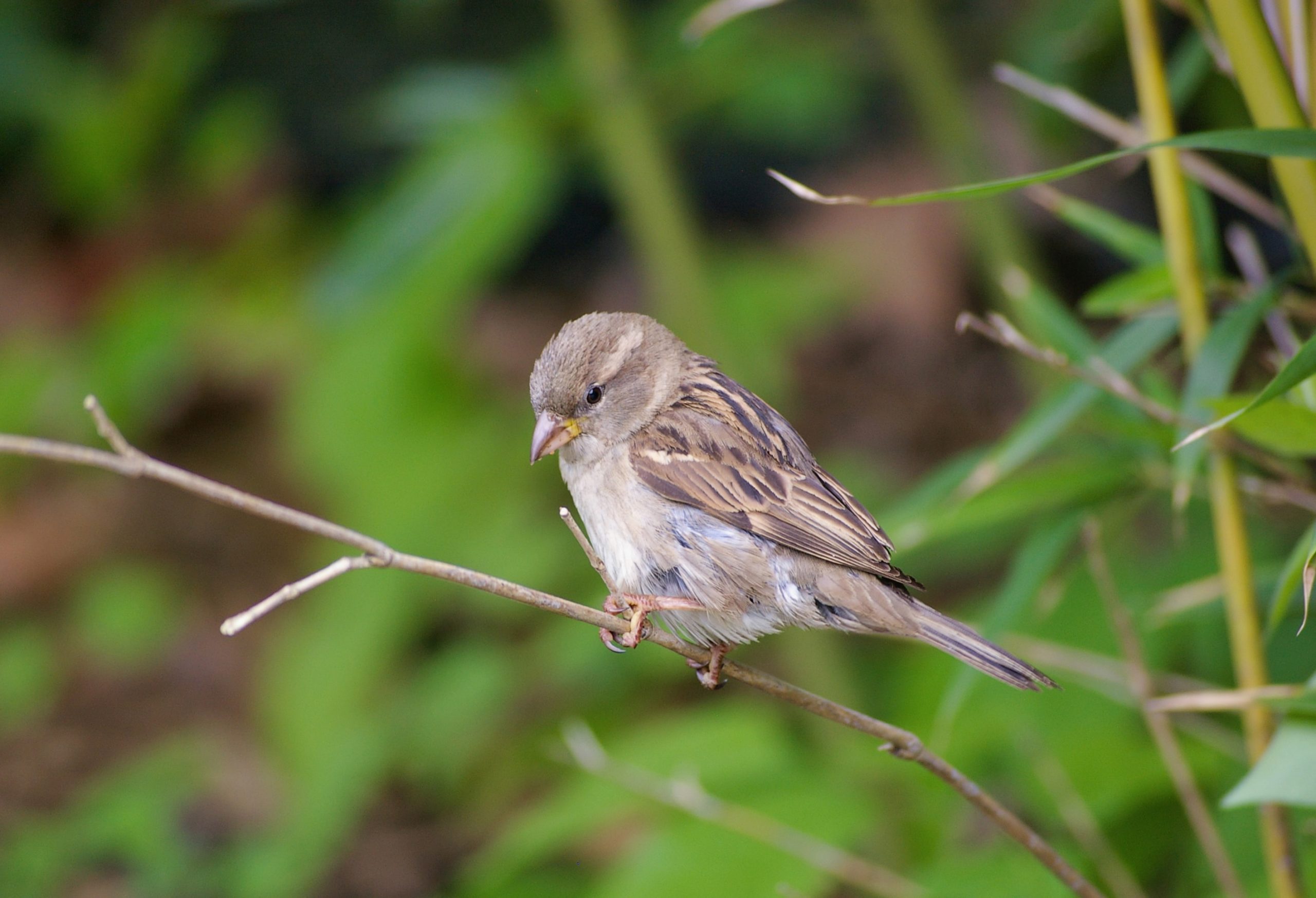 Niet naar buiten? Dan haal je de wereld gewoon naar binnen! Dit keer met: de cursus Tuinvogels van Vogelbescherming Nederland.