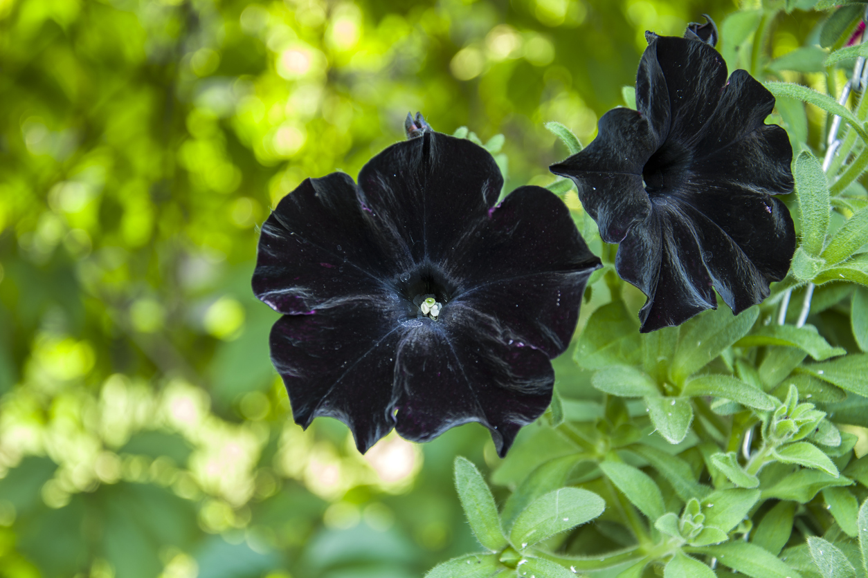 petunia