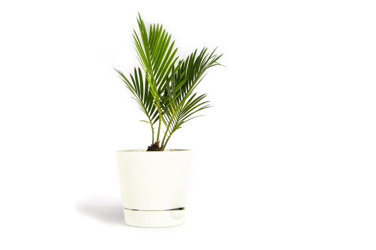 bamboeplant