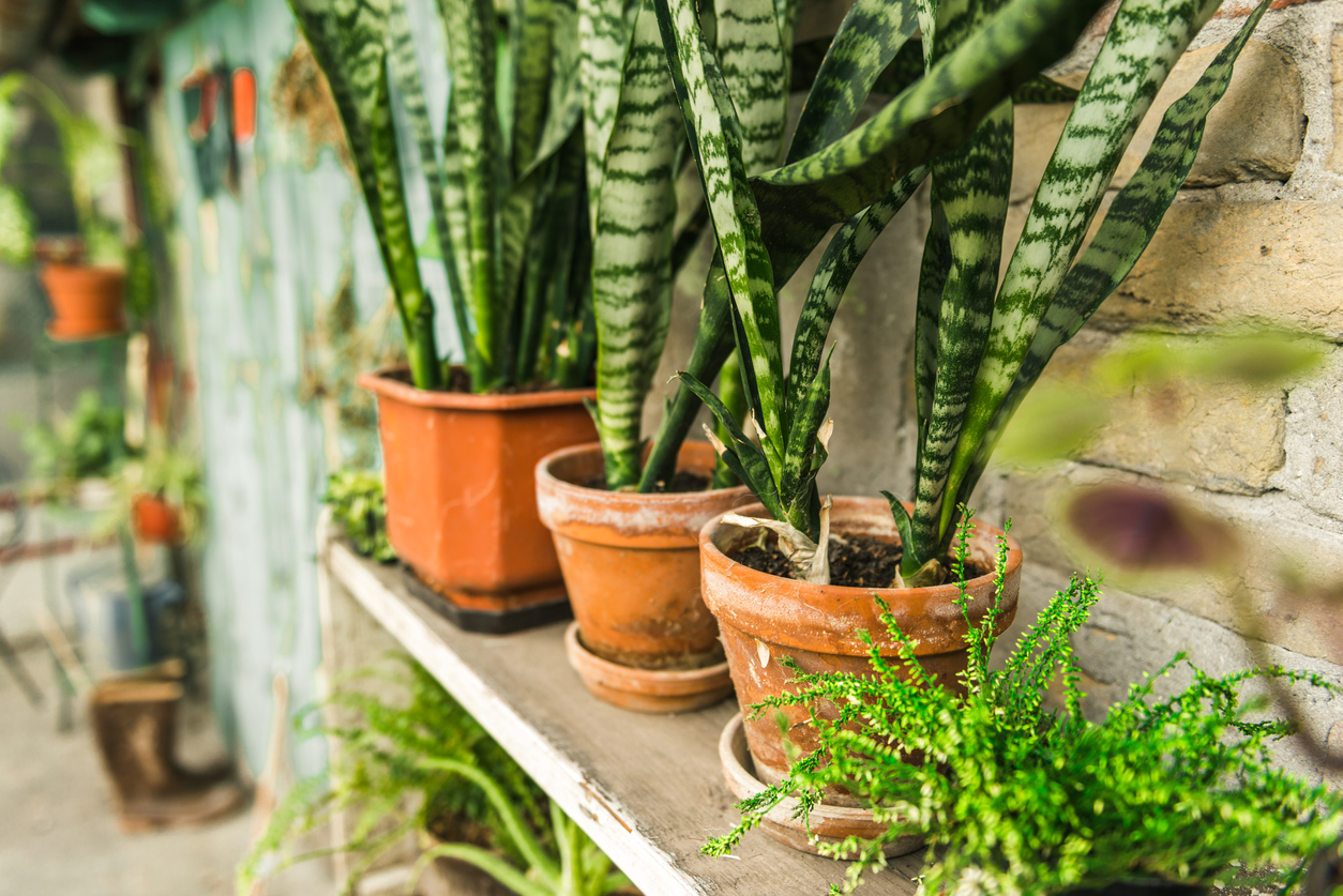 planten slaapkamer