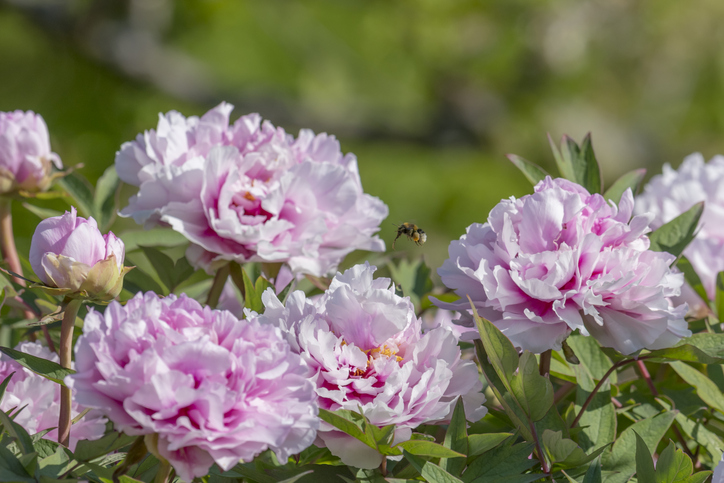Pioenrozen - In de tuin - roze pioenen