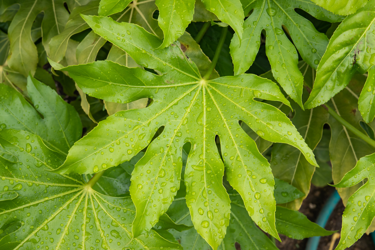 Vingerplant