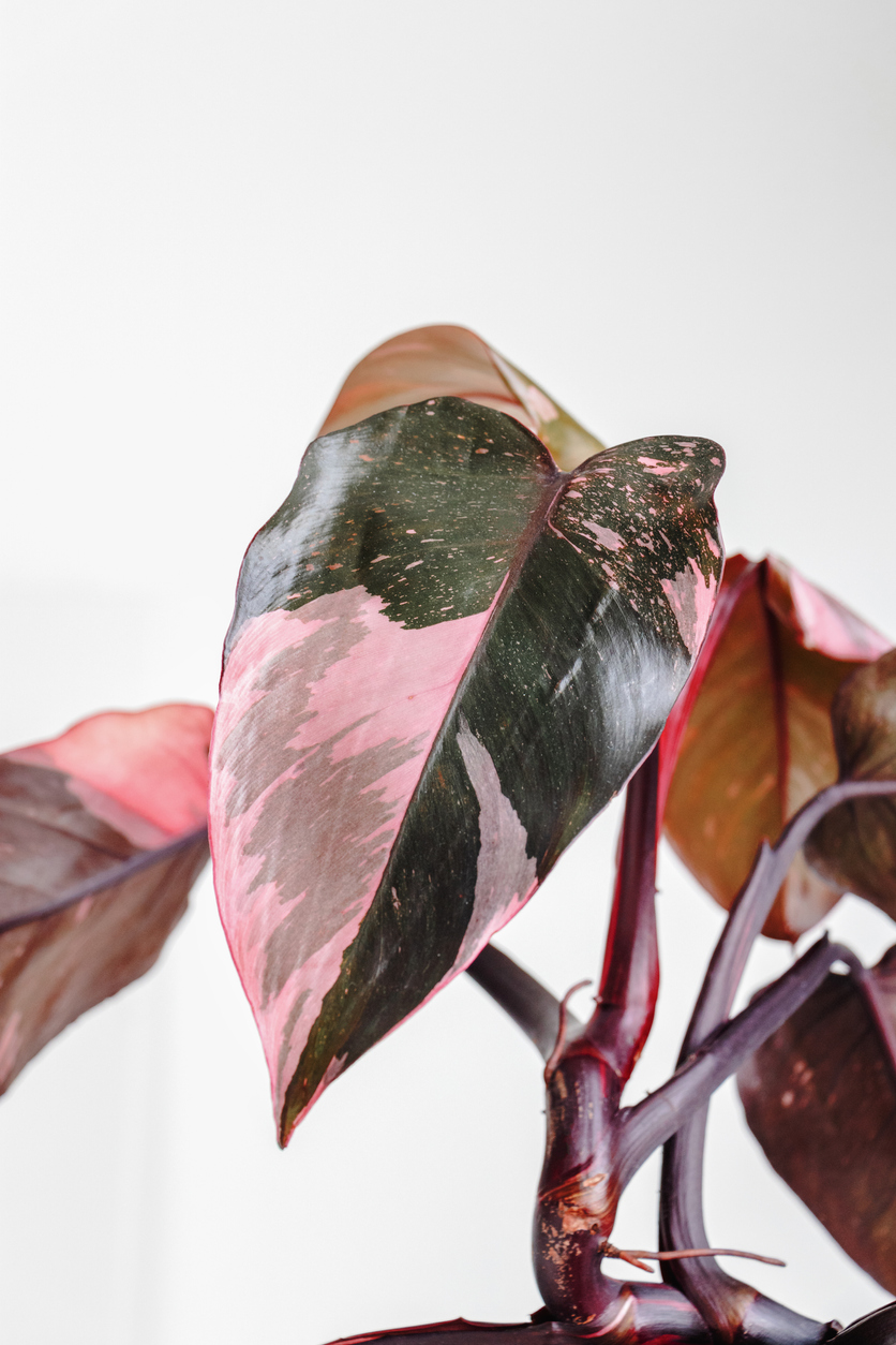 Pholodendron Pink Princess