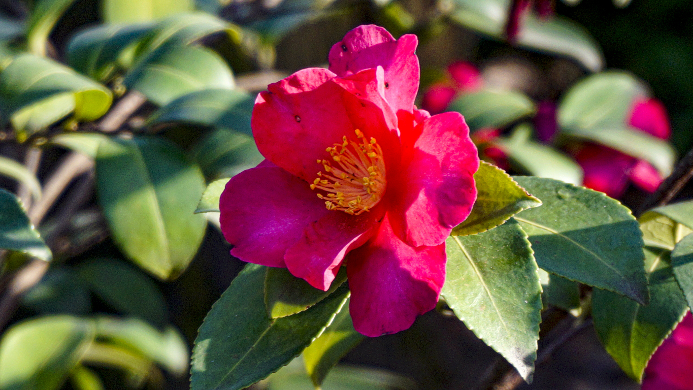 wintertuin
