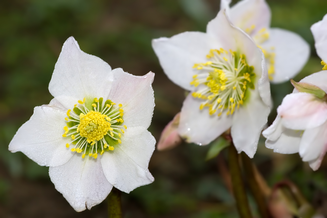 Winterbloeiers