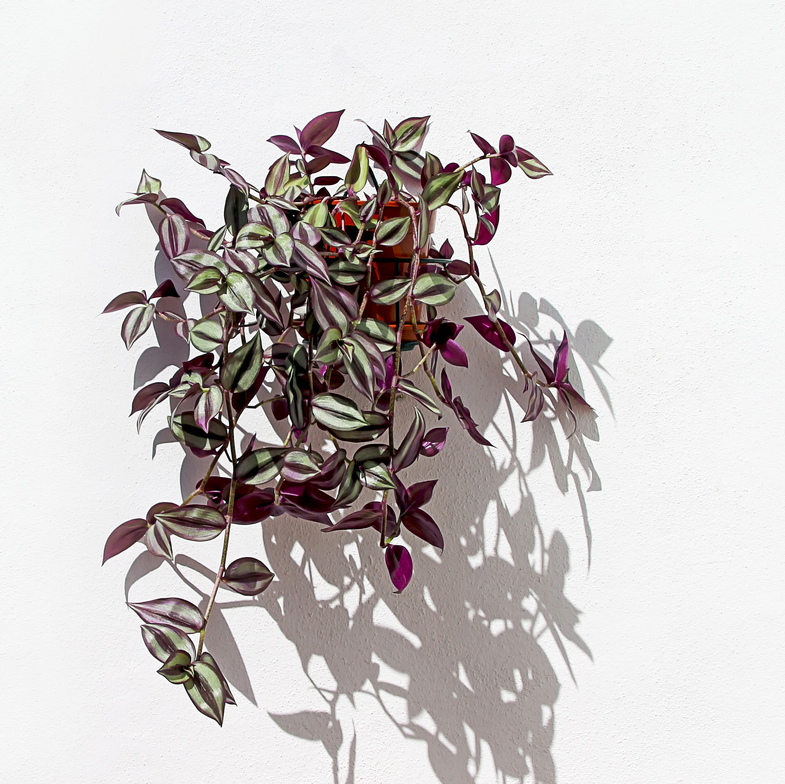 Tradescantia Zebrina