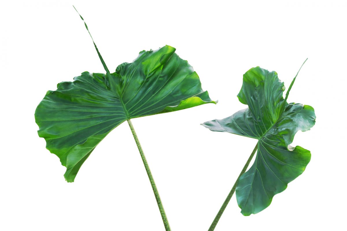 Alocasia Stingray