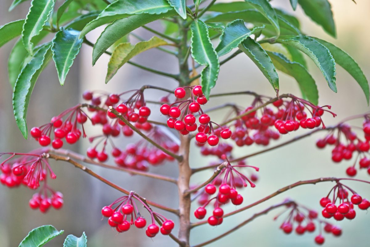 Ardisia crenata