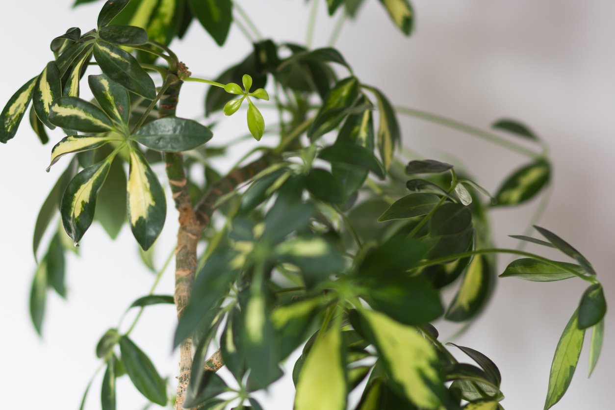 Schefflera
