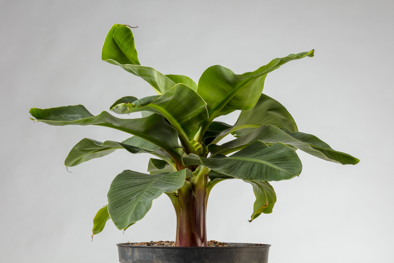 bananenplant