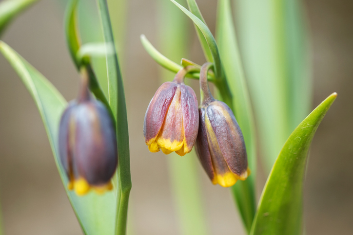 fritillaria