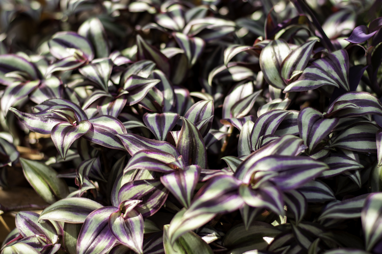 Tradescantia Zebrina