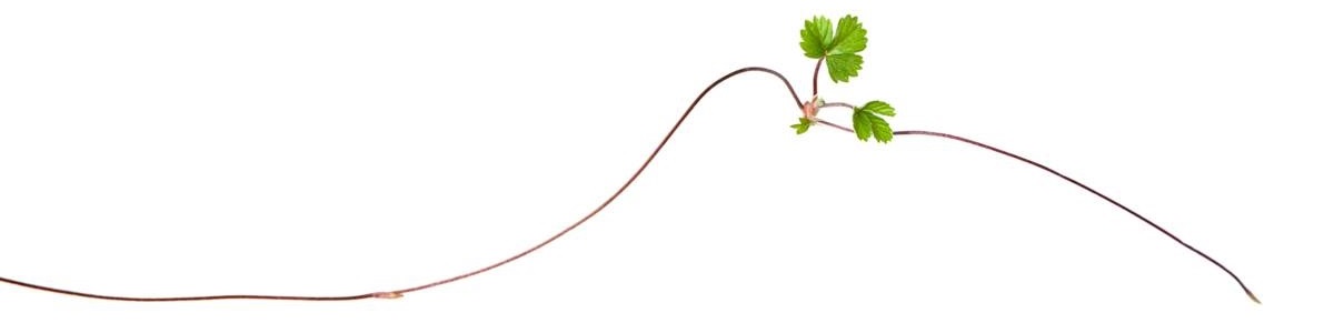 uitloper van aardbeienplant - planten met knoflook ertussen - luizen op afstand