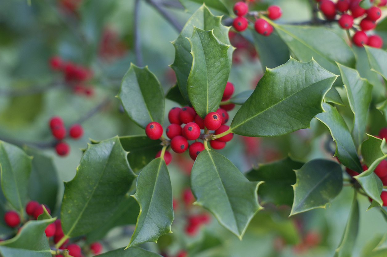 Wintertuin