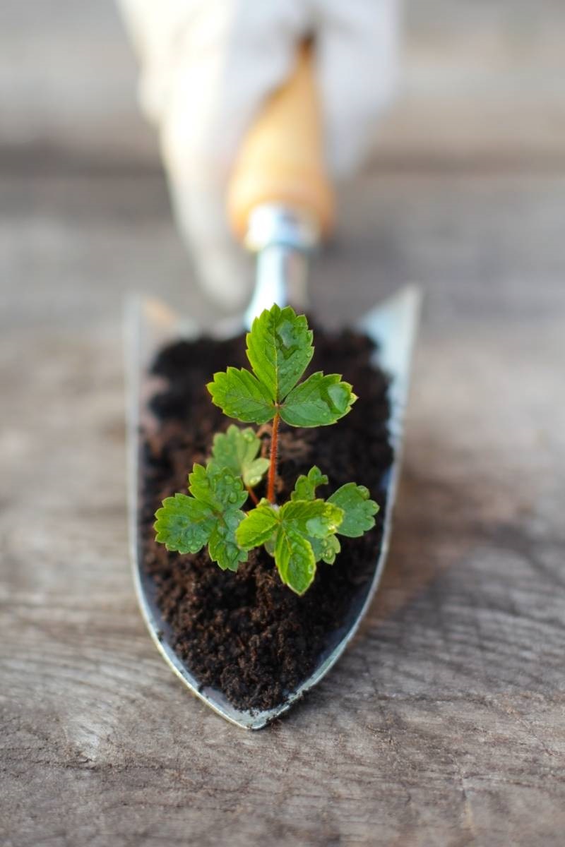 aardbeienplantje - combinatie met knoflook - luizen