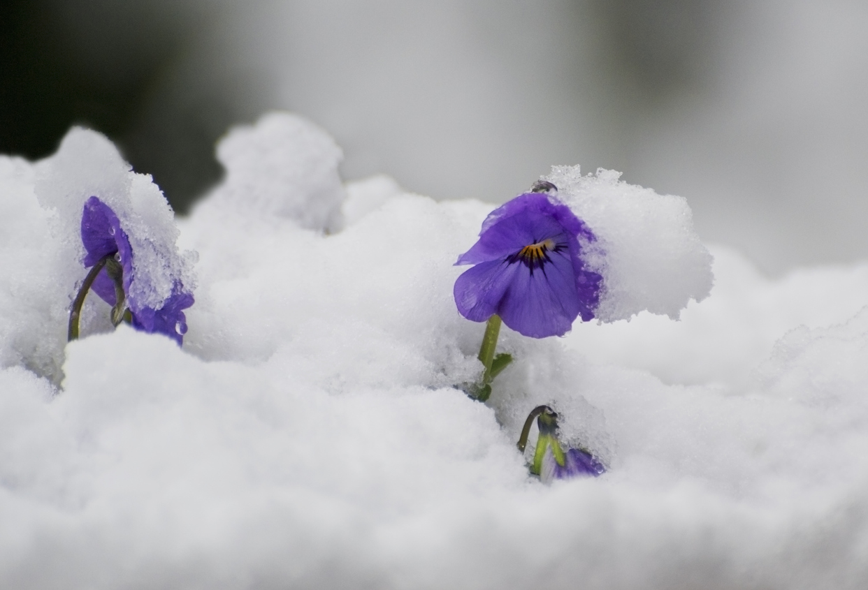 winterbloeier
