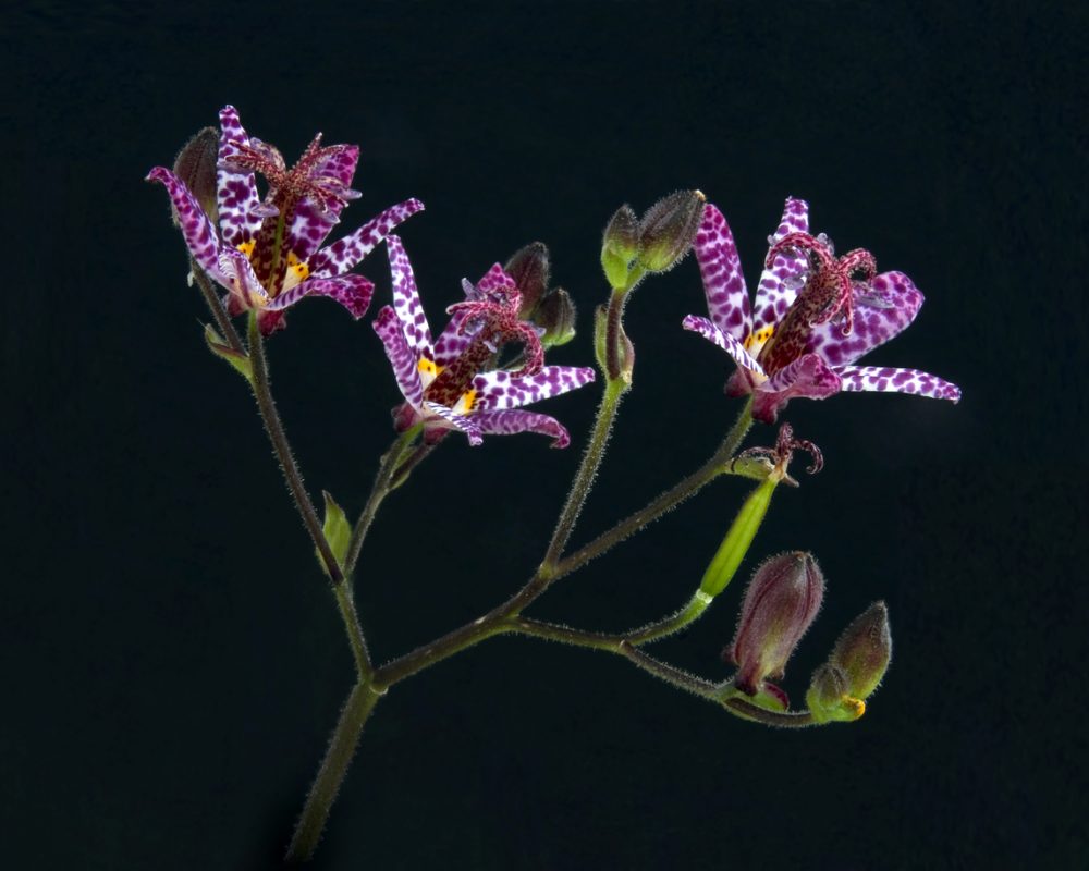 Tricyrtis