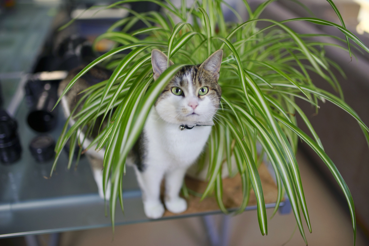 Planten niet giftig huisdieren