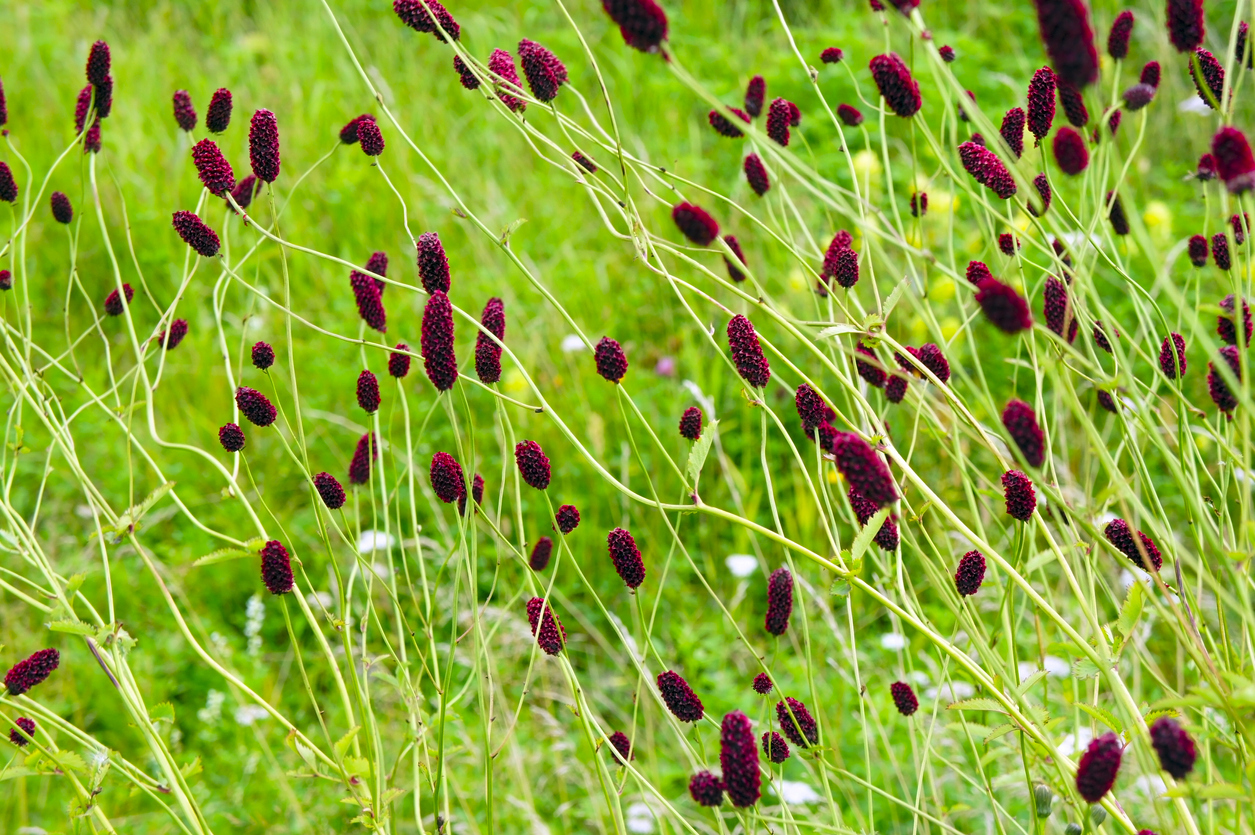 pimpernel