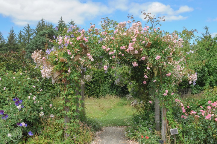 ramblerroos - pergola - leiden