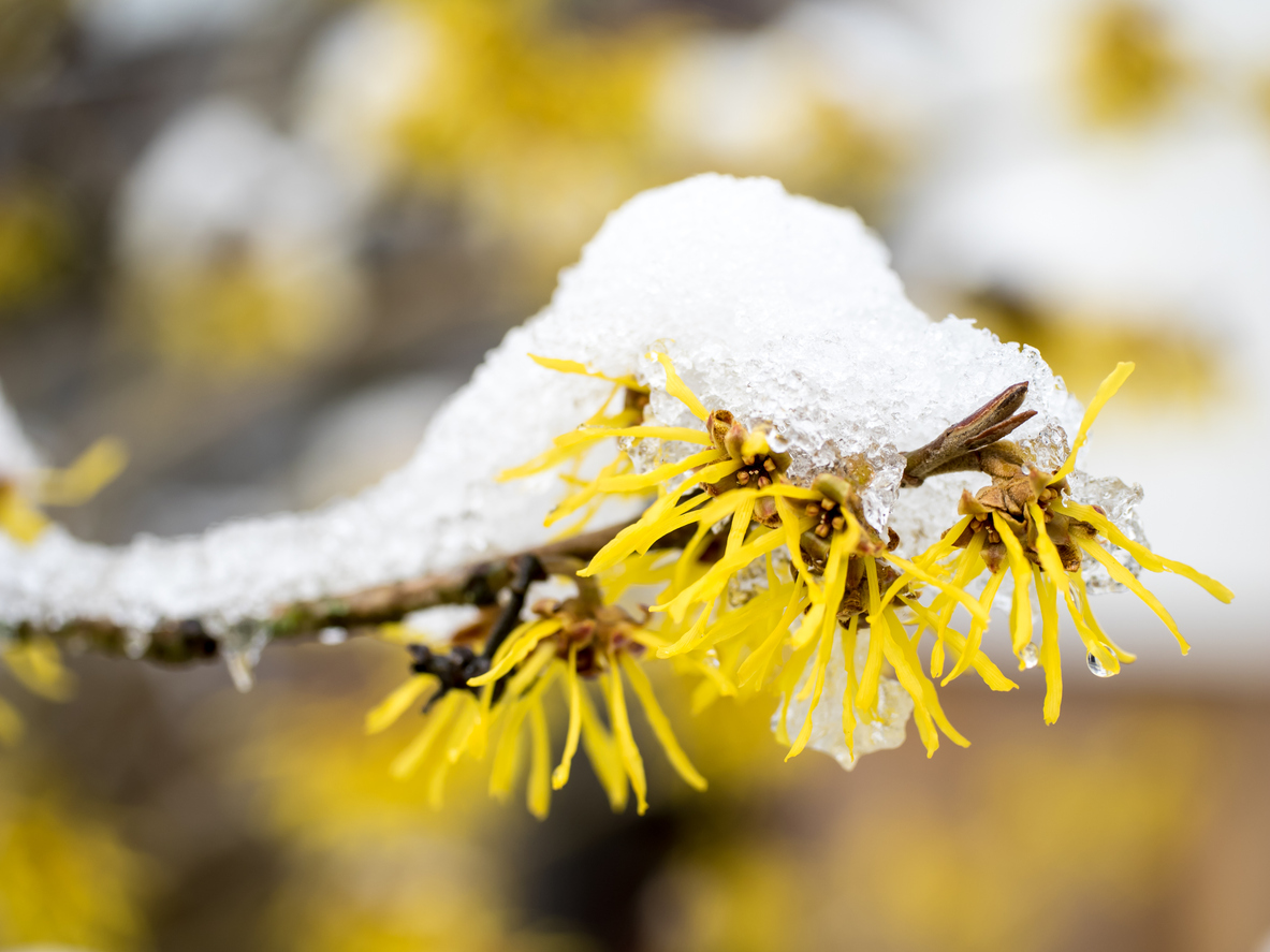 winterbloeiers