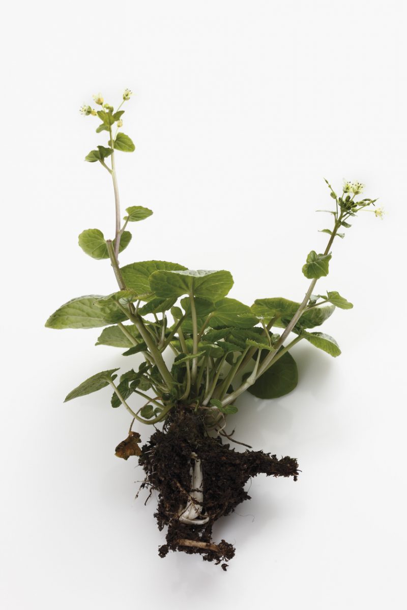 Wasabi plant