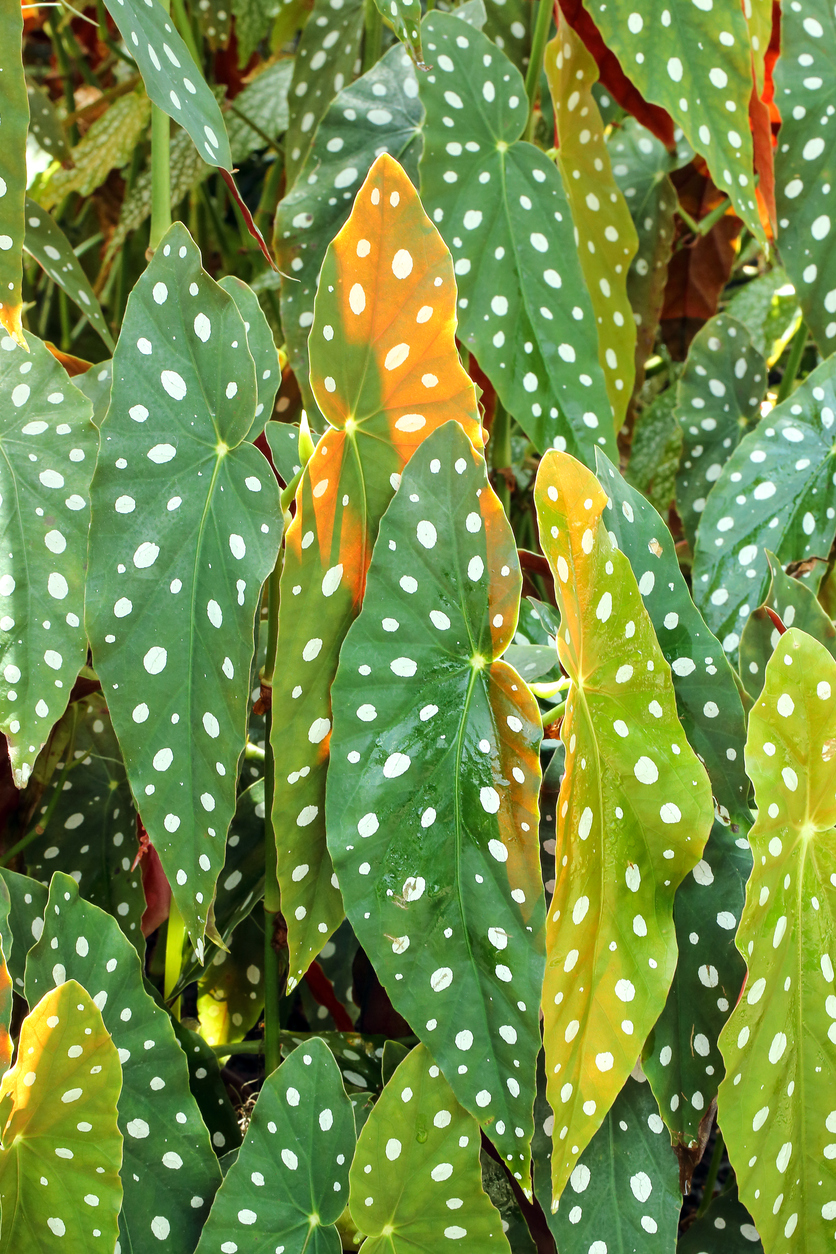 Begonia maculata