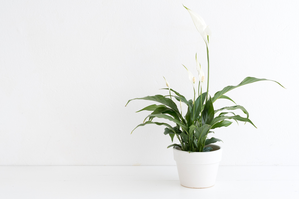 lepelplant