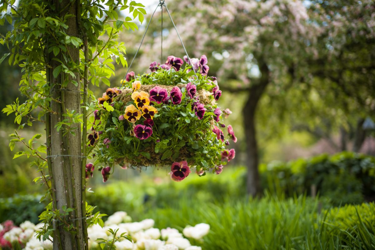 Hanging basket