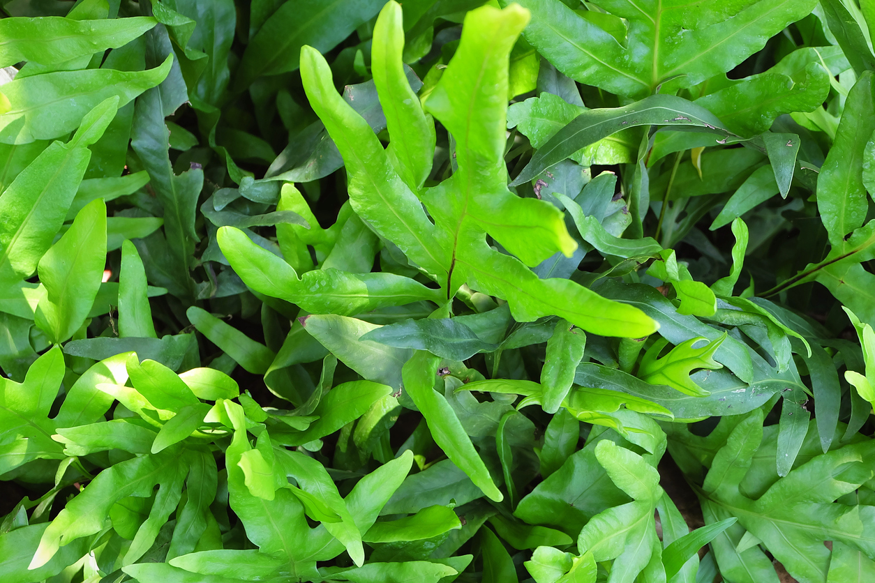 Lova plant