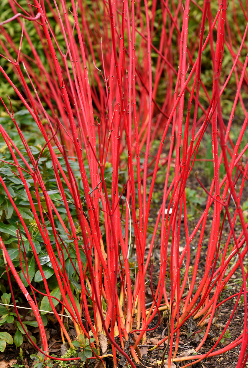 Wintertuin
