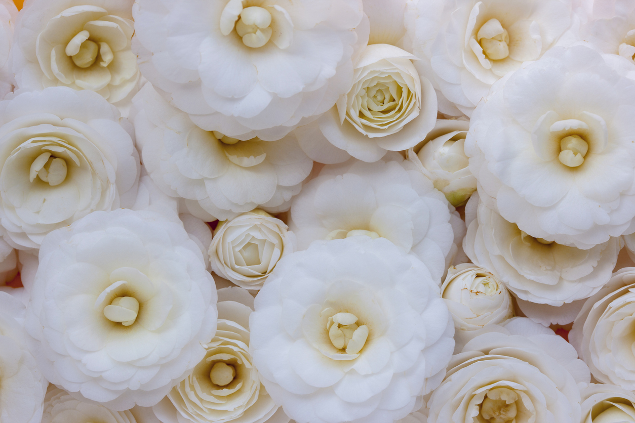 Camellia