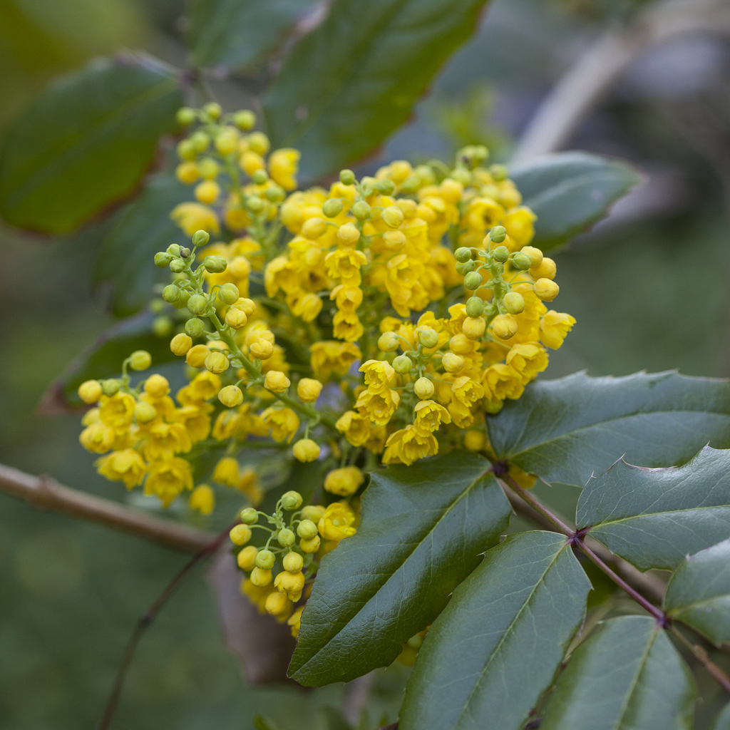 winterbloeiers