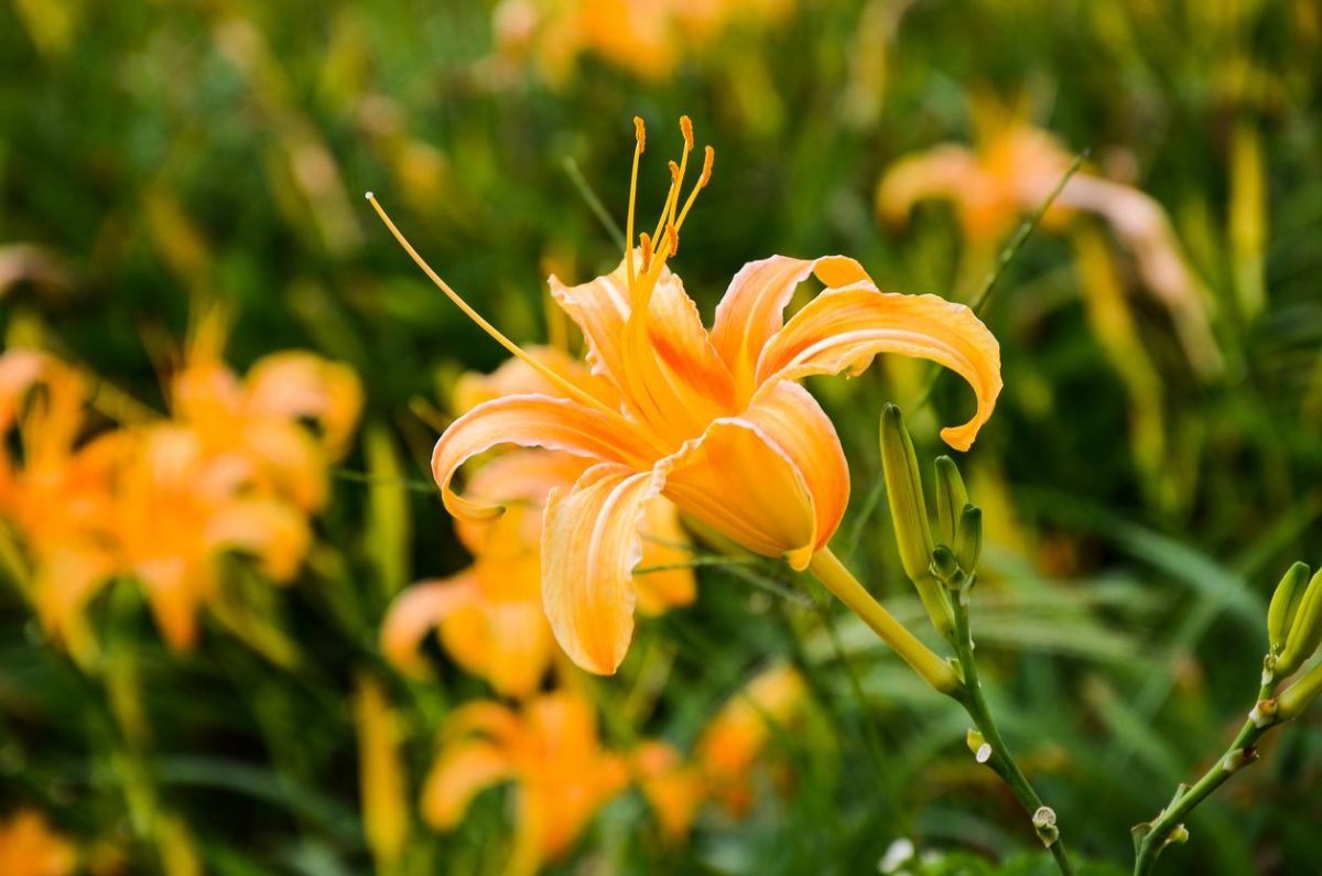 klimaatbestendige planten