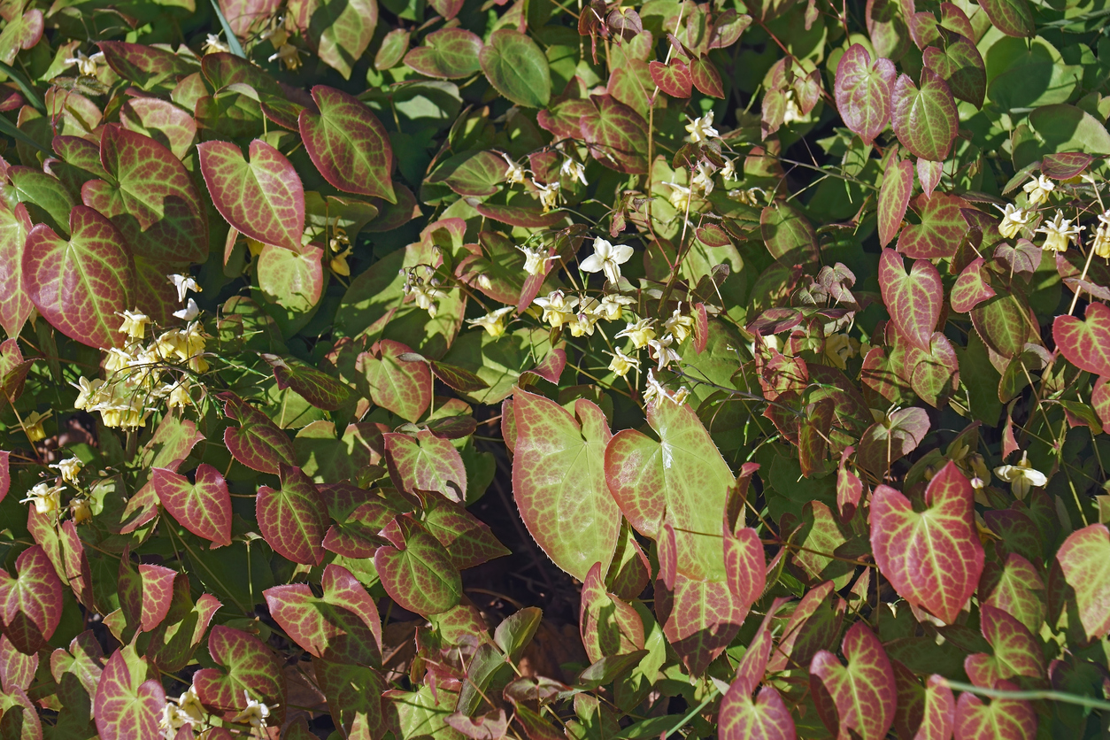 wintertuin