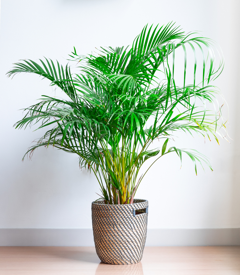 Goudpalm