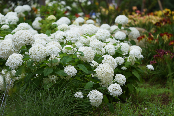 Annabelle hydrangea - hortensia 'Annabelle'