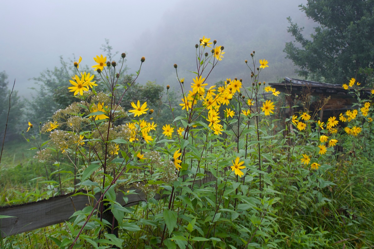 vaste moesplanten - aardpeer - topinamboer - Helianthus tuberosus