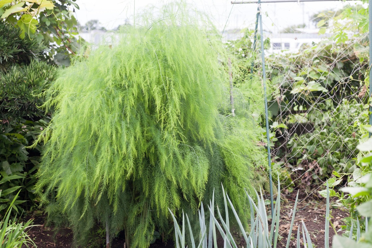 aspergeplant- asperge - Asparagus officinalis -