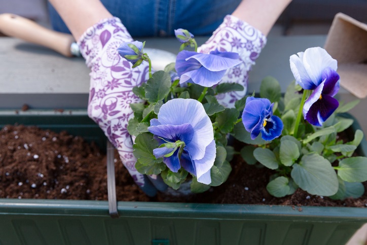 tuinklusjes voor augustus - bakken vullen met herfstviolen
