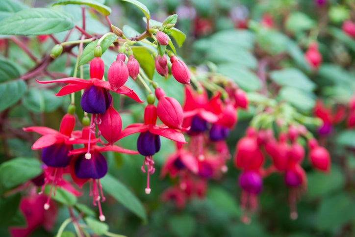 fuchsia - fuchsia stekken - bloeiende fuchsia