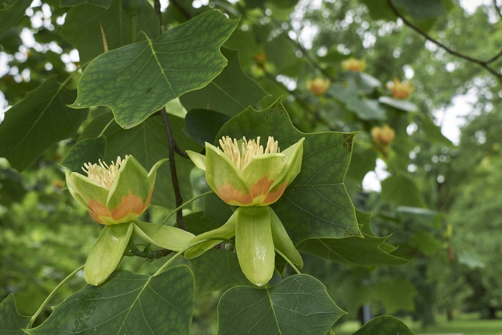 Amerikaanse tulpenboom - Liriodendron tulipifera