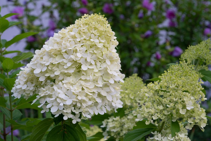 Bloeiende bloemtros van pluimhortensia - Hydrangea paniculata