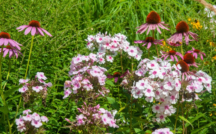 top 10 tuinklusjes in juni - zonnehoed - flox - Chelsea chop