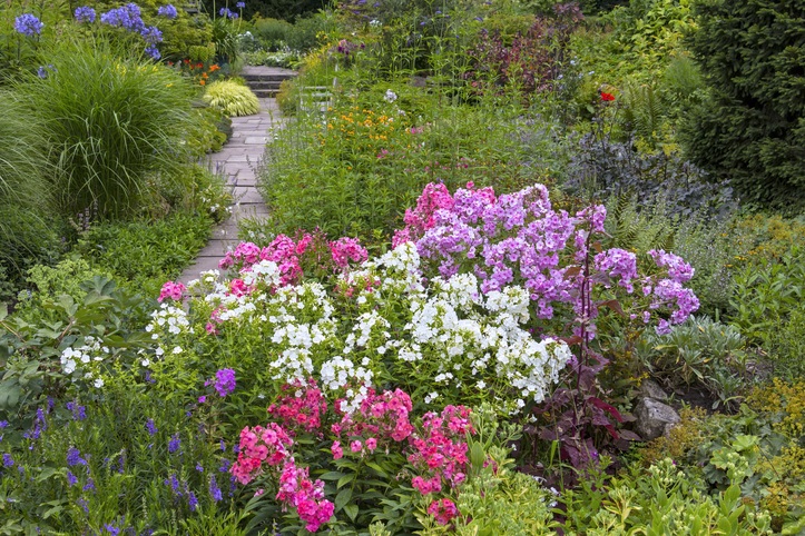 top 10 tuinklusjes in juni - tuinklusjes - zomertuin - Chelsea chop
