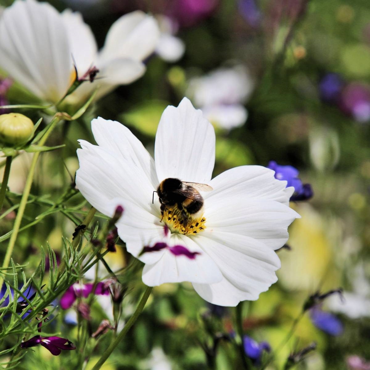 Cosmea - Cosmos bipinnatus - plukbloem - eenjarige bloeiers 