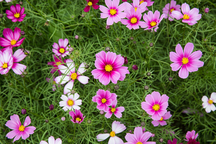 Cosmea - Cosmos bipinnatus