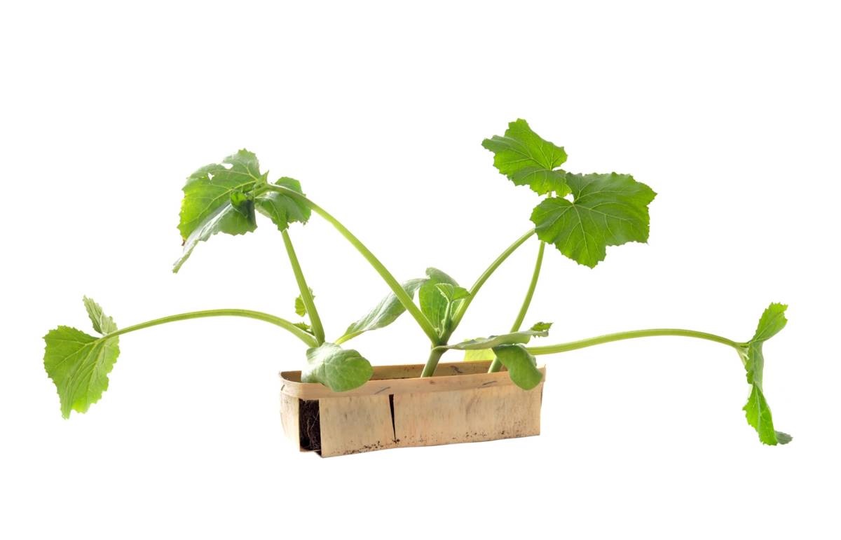 moestuinklusjes - courgette - courgetteplant