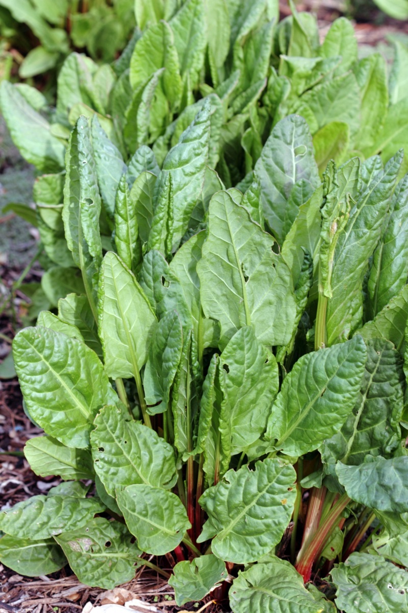 vaste moesplanten - eeuwig moes - splijtkool - Brassica