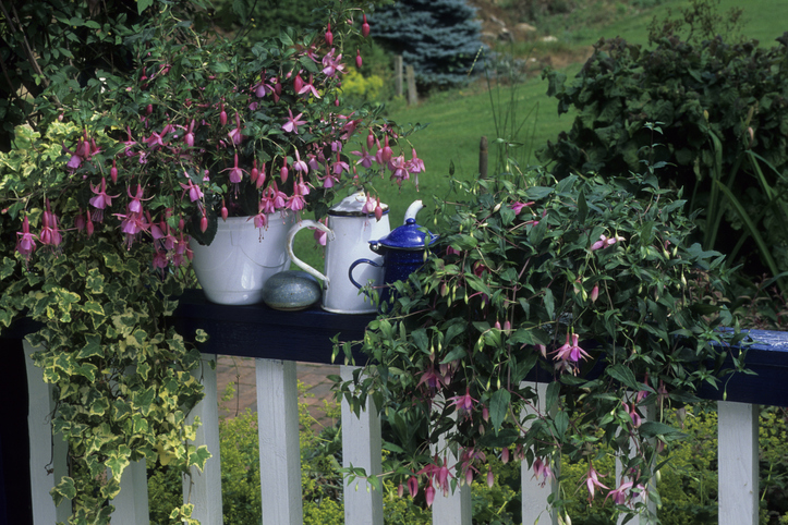 roze bloeiende fuchsia - fuchsia stekken